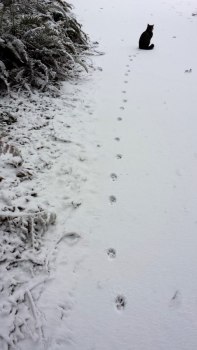 Cat tracks lead to cat in snow - photography of DJ by Lorelle VanFossen.